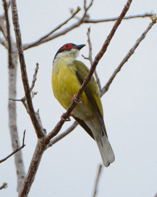 Australasian Figbird