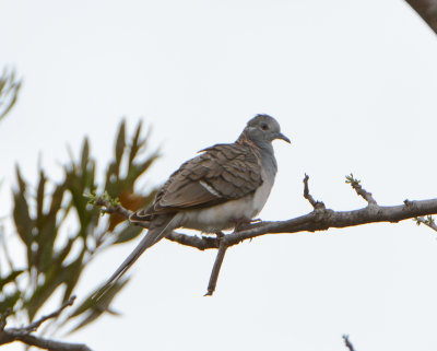 Bar-shouldered Dove