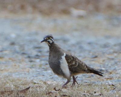 Squatter Pigeon