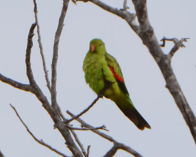 Red-winged Parrot