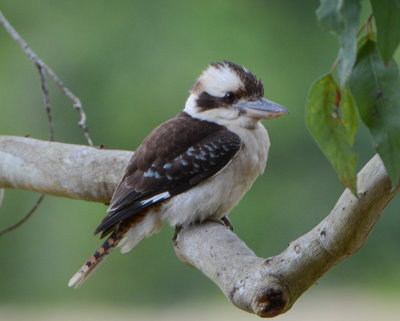 Laughing Kookaburra