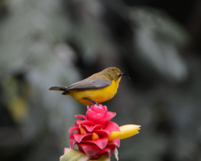 Olive-backed Sunbird