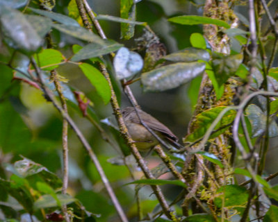 Atherton Scrubwren