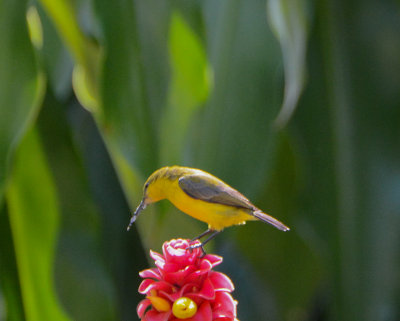 Olive-backed Sunbird