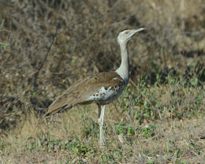 Bustards