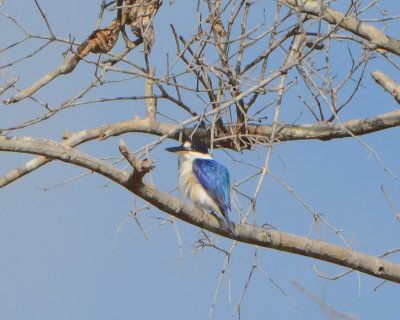 Forest Kingfisher