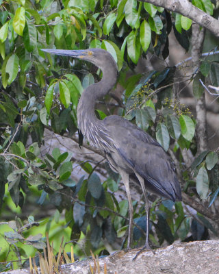 Great-billed Heron