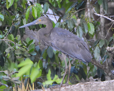 Great-billed Heron