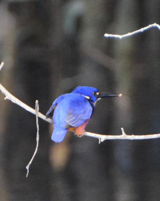 Azure Kingfisher