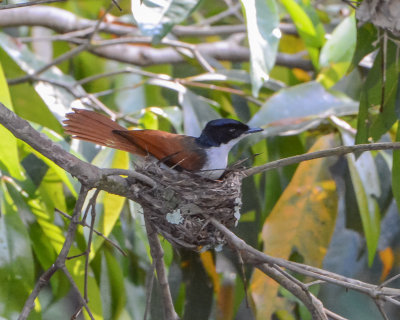 Shining Flycatcher