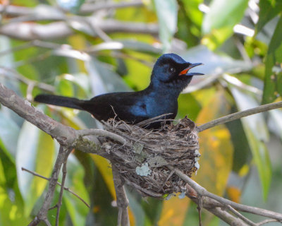 Shining Flycatcher