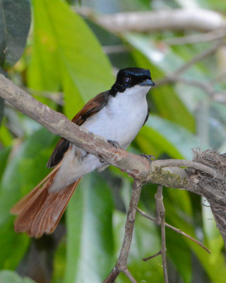 Shining Flycatcher