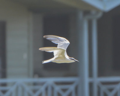 Gull-billed Tern