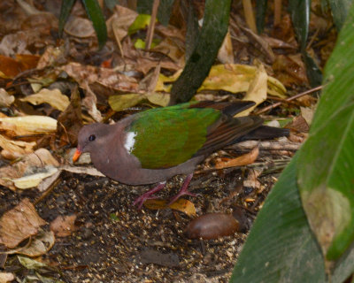 Emerald Dove