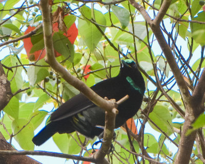 Victoria's Riflebird