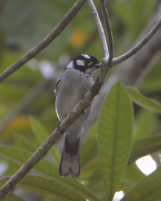 White-eared Monarch