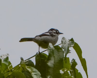 White-eared Monarch