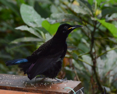 Victoria's Riflebird