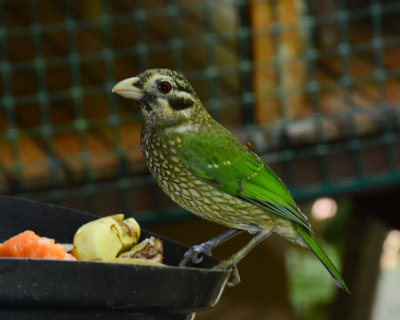 Spotted Catbird