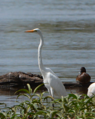 Great Egret