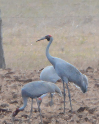 Brolga Crane