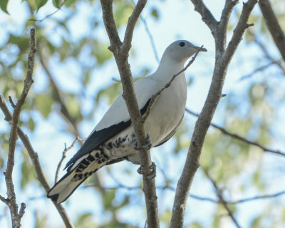 Torresian Imperial-Pigeon