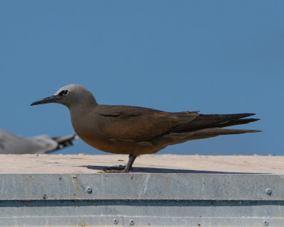 Brown (Common) Noddy