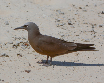 Brown (Common) Noddy