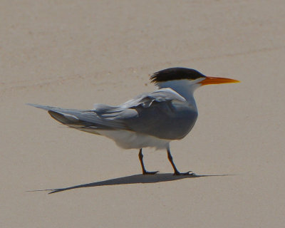 Lesser Crested Tern