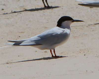 Gull-billed Tern