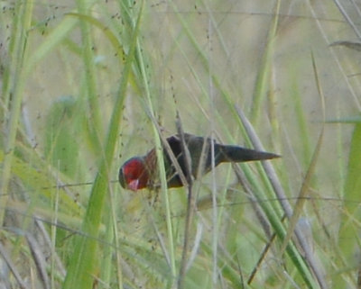 Crimson Finch