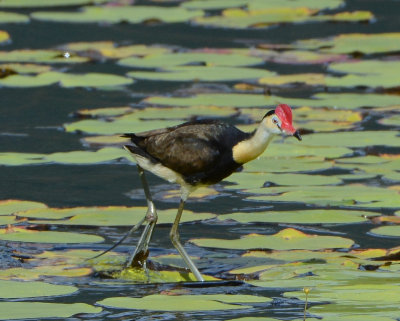 Comb-crested Jacana