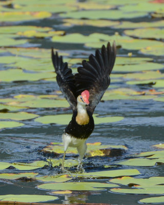 Comb-crrested Jacana