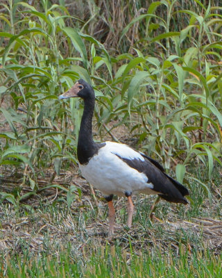 Magpie Goose