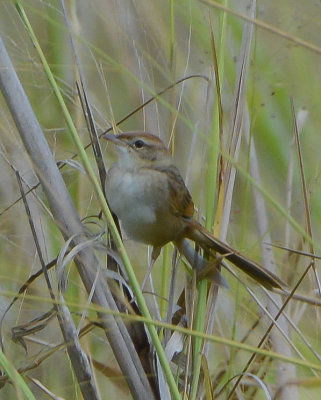 Grassbirds and Allies