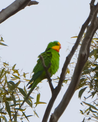 Superb Parrot