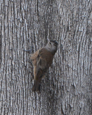Brown Treecreeper