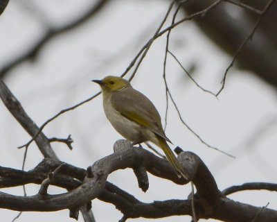 White-plumed  Honeyeater