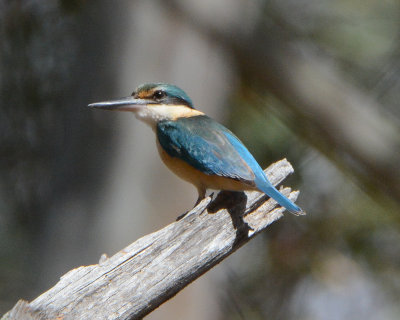 Sacred Kingfisher