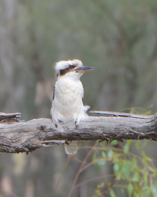 Laughing Kookaburra