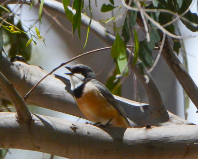 Rufous Whistler