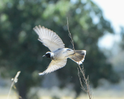 Black-faced cuckooshrike