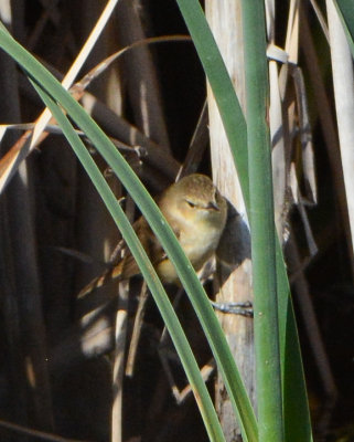 Reed-warblers