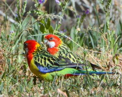 Eastern Rosellas