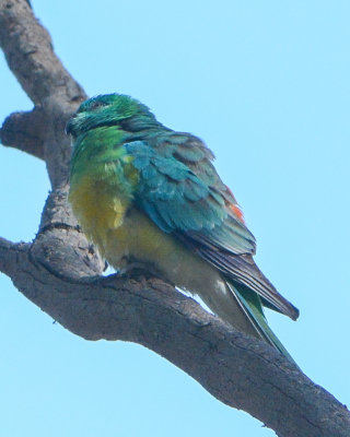 Red-rumped Parrot