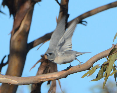 White-bellies Cuckooshrike