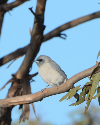 White-bellied Cuckooshrike