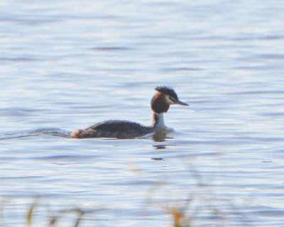Great-crested Grebe