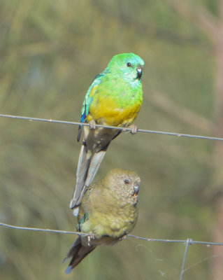 Red-rumped Parrots