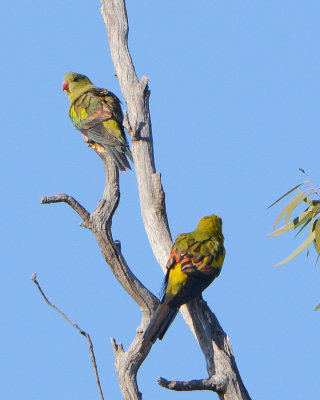 Regent Parrots